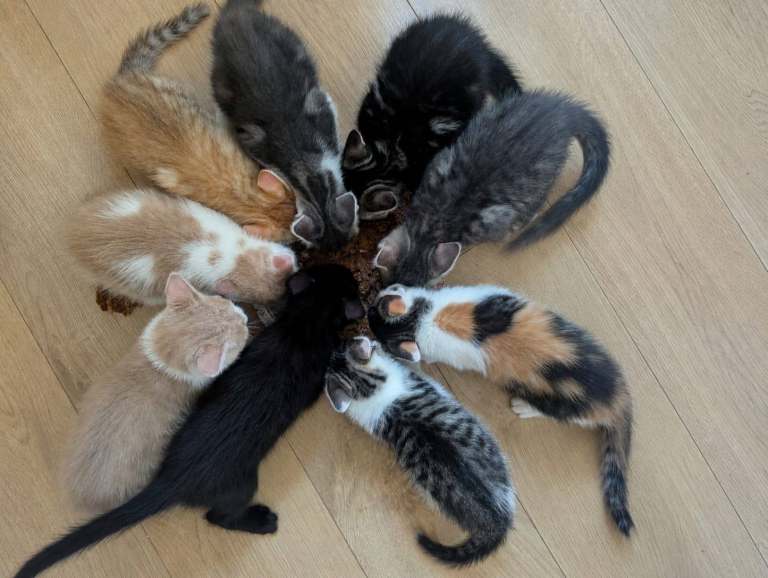 Beautiful Kittens looking for their forever homes