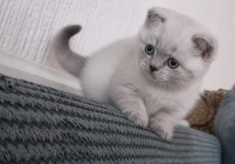 Ready Now! rare British Shorthair kittens🤍