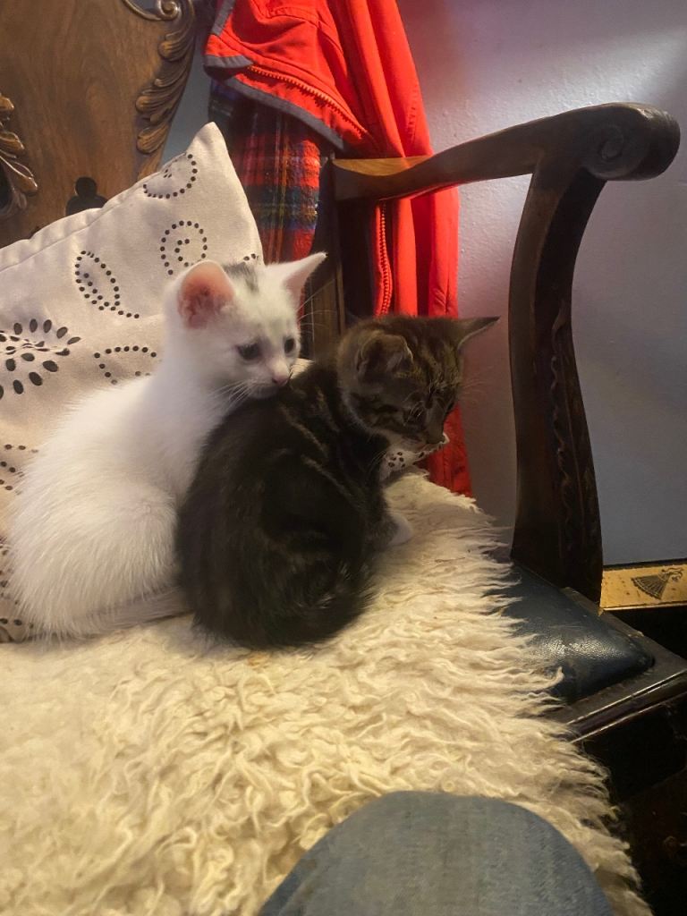 Kitten 