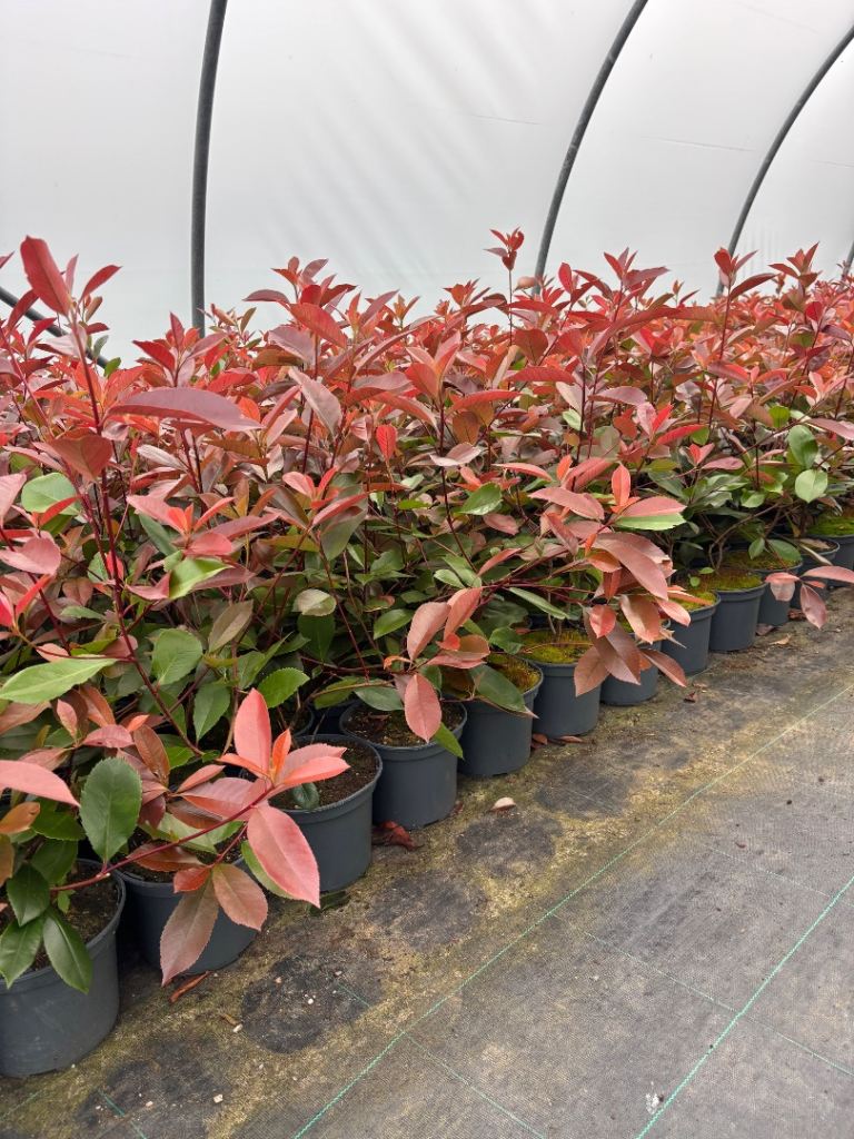 Red Robin hedging plants