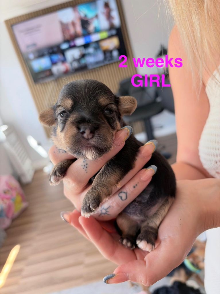 Yorkiepoo Puppies