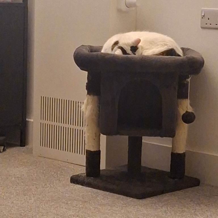 11 year female indoors neutered old cat.