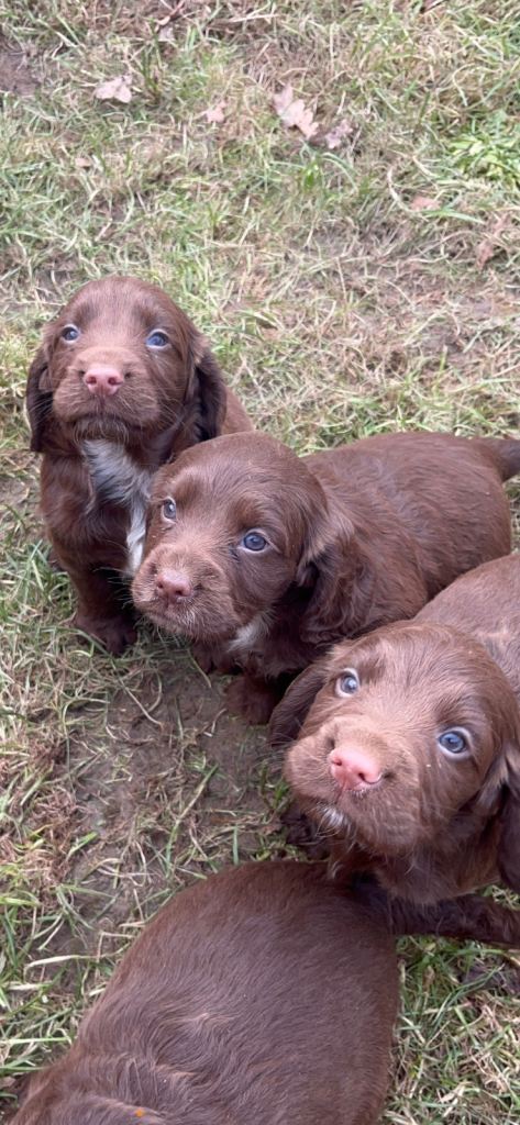 🐾 Beautiful Cocker Spaniel Puppies for sale 🐾