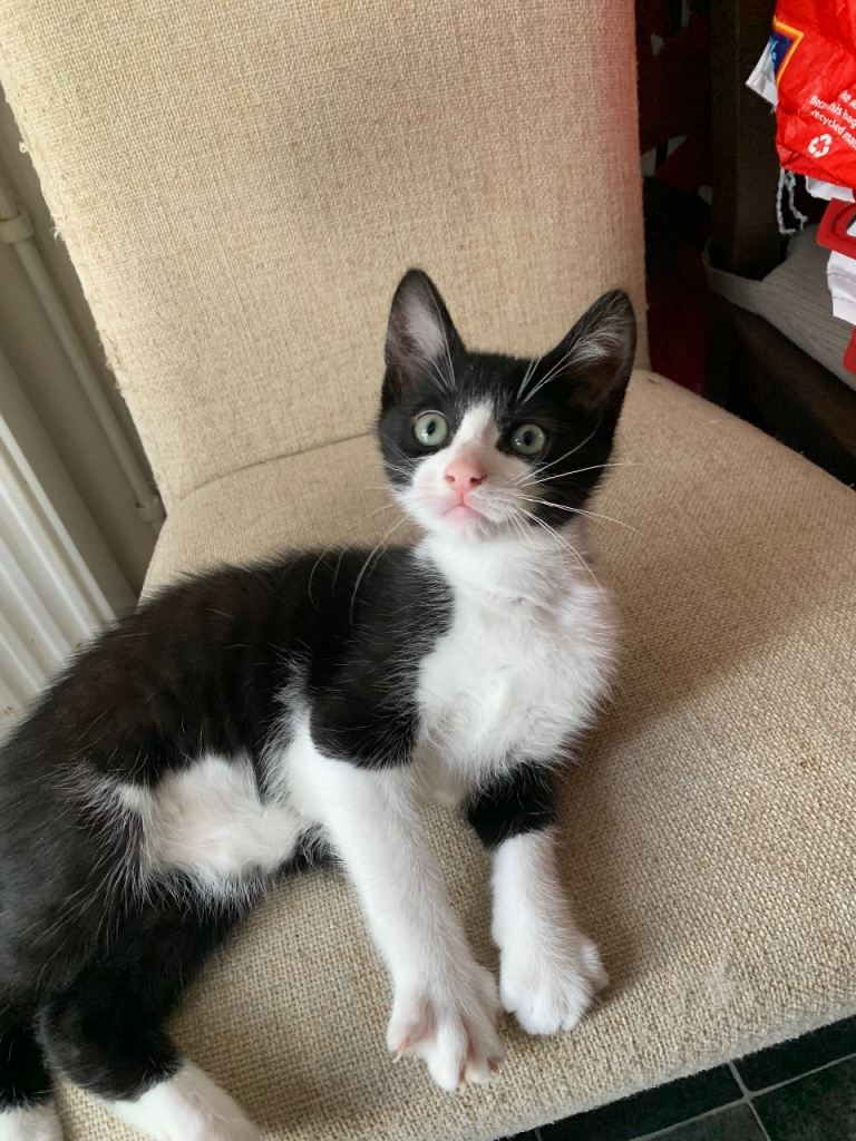 Male Ragdoll Mixed Kitten