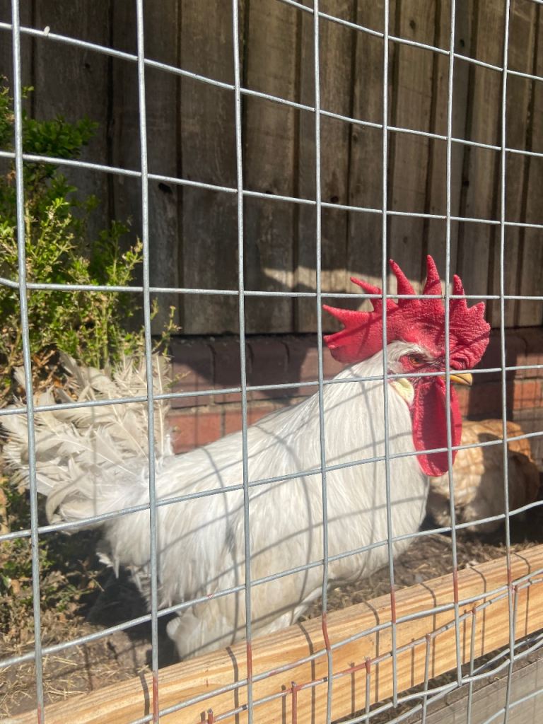 White Leghorn Rooster - Healthy & Active 