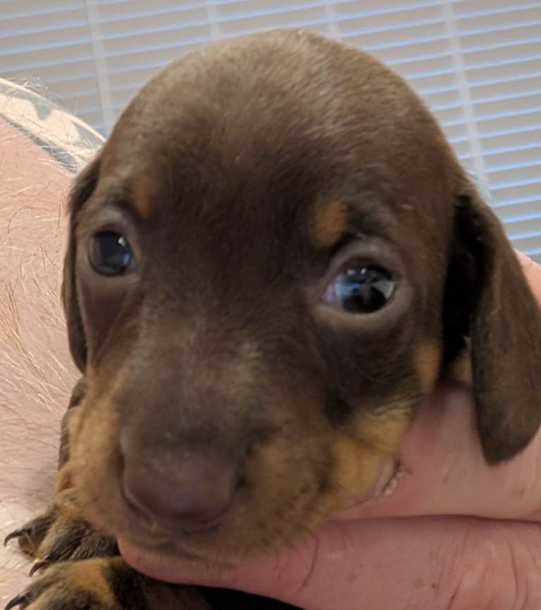 2 Mini Dachshund male puppies 