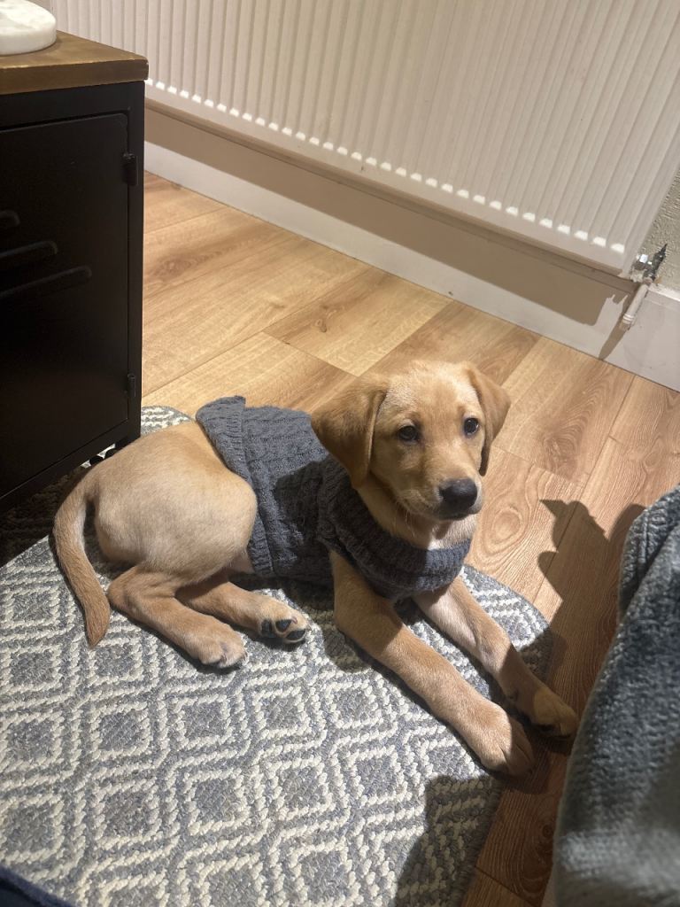 Female Labrador Retriever Puppy – 3 Months Old