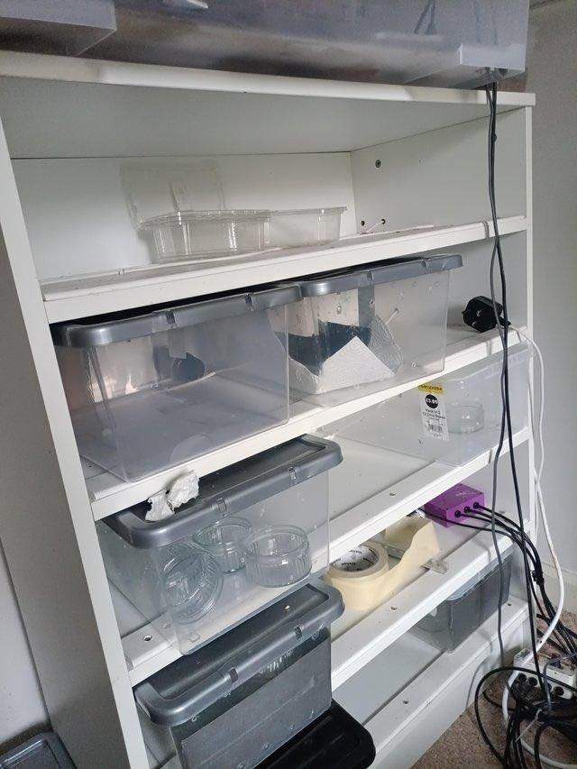 Reptile incubator and hatchling rack