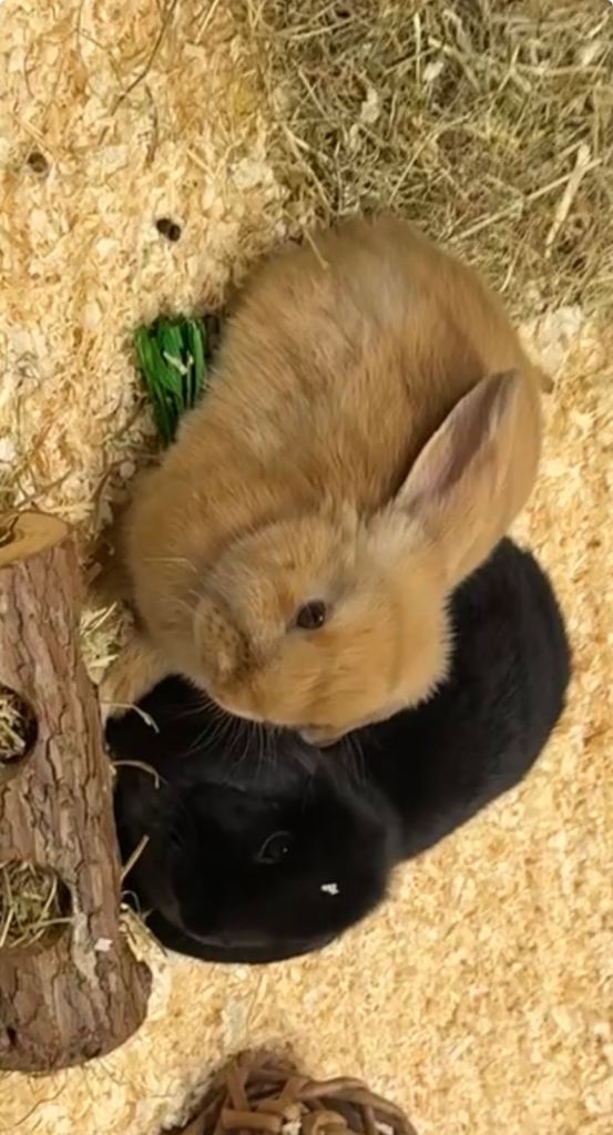 Two female 10 week old rabbits bundle 