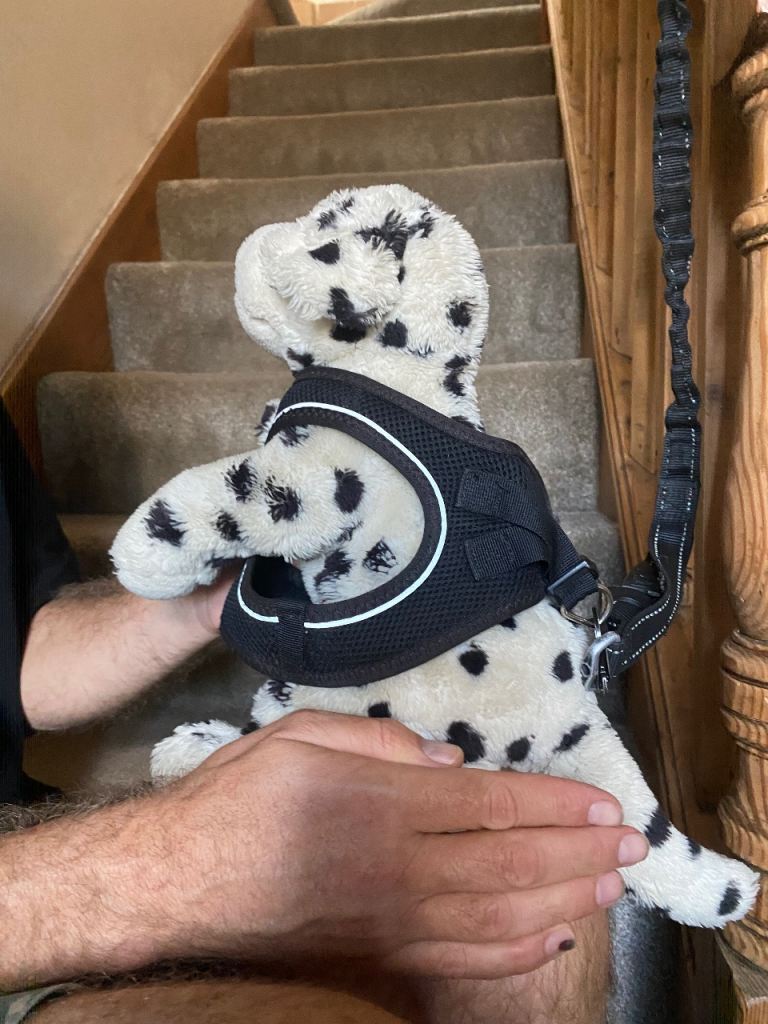 Puppy harness