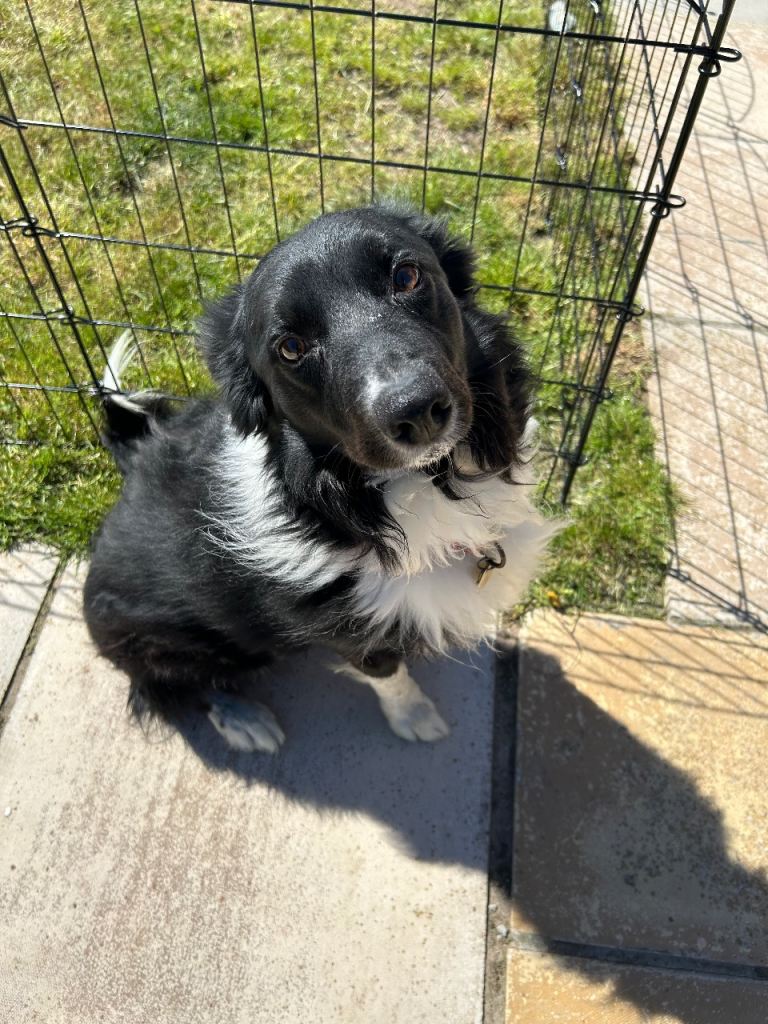 6 year old male border collie 