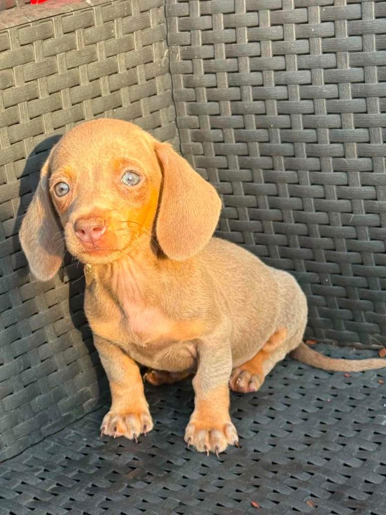 Dachshunds boys&girls!!