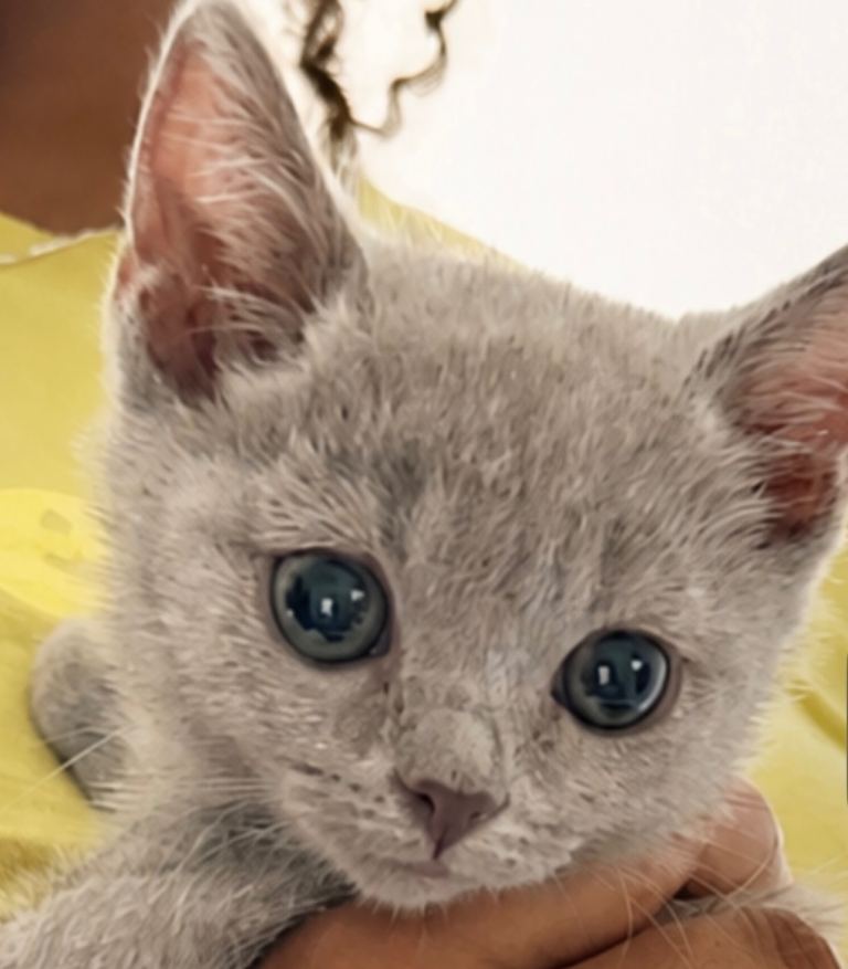 British short hair x Russian blue 