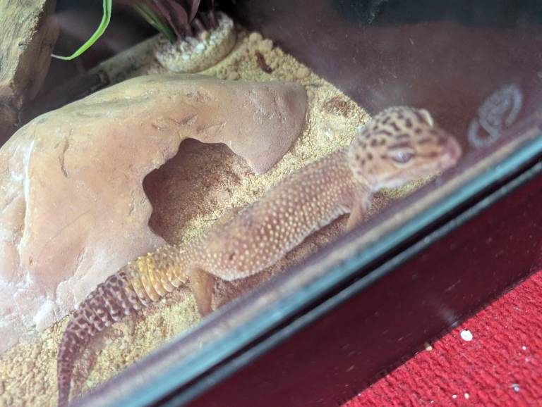 Leopard geko 