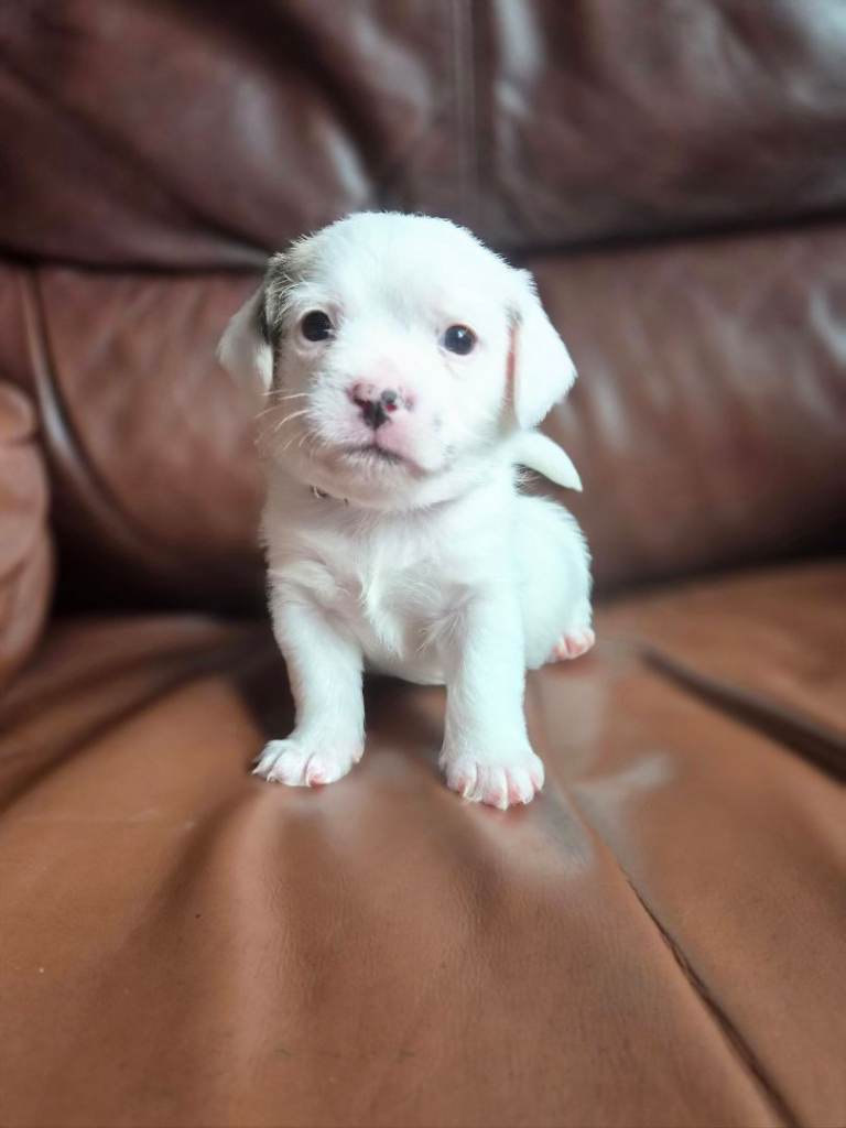 Puppy 
