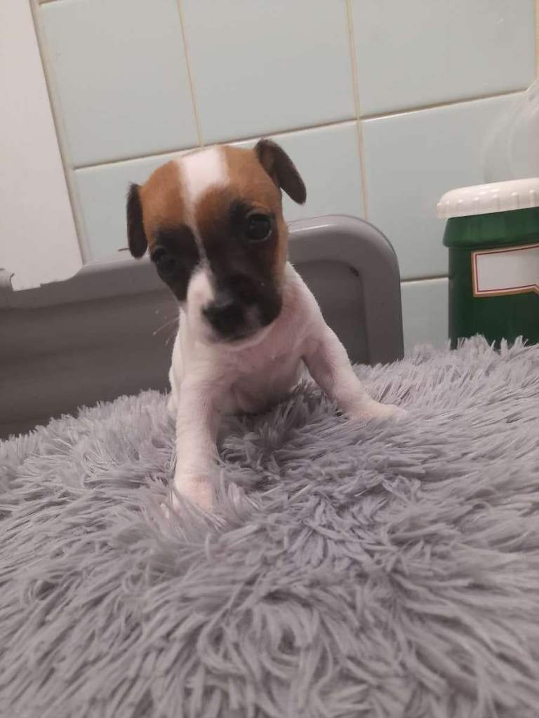 Jack russell pups 