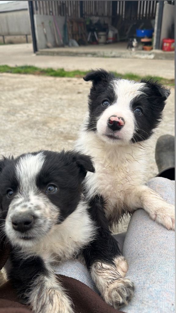 Border collie puppies