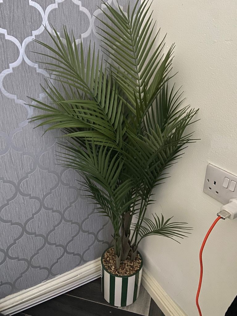 Palm Tree