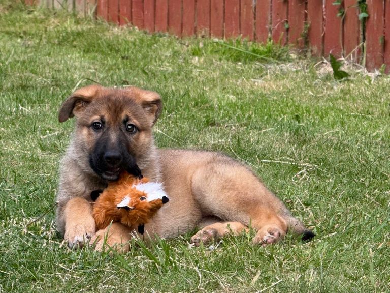 German Shepherd Puppy