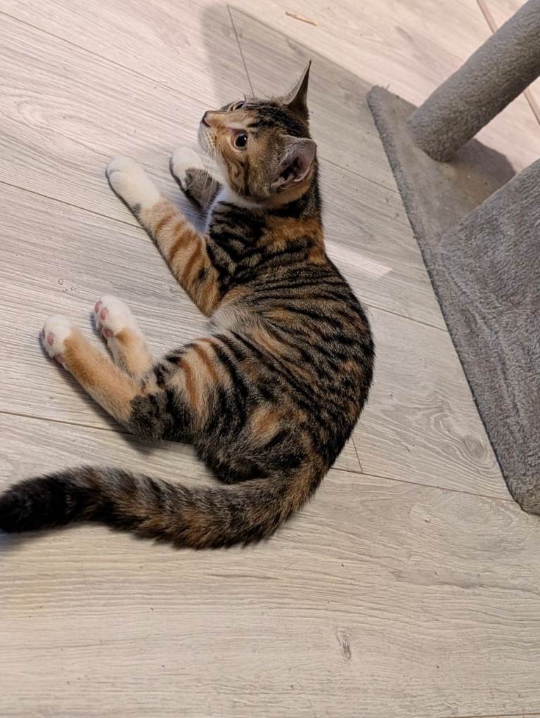 13 weeks old kitten