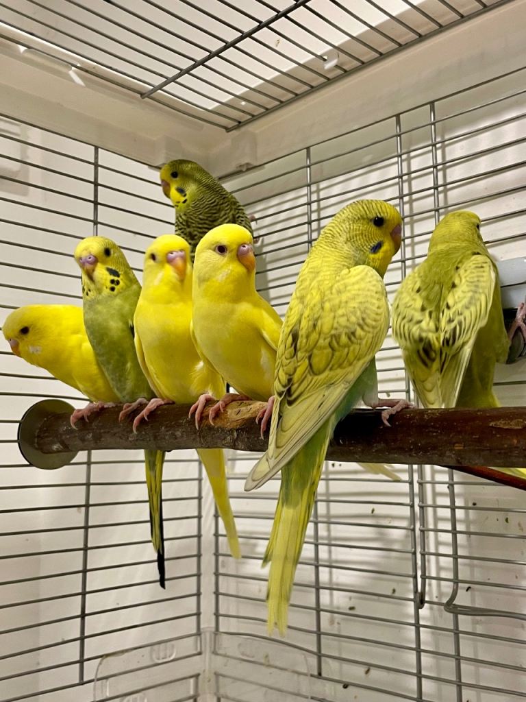 Stunning Lutino & Spangle Budgies – 9 Weeks – Ready for a new home 