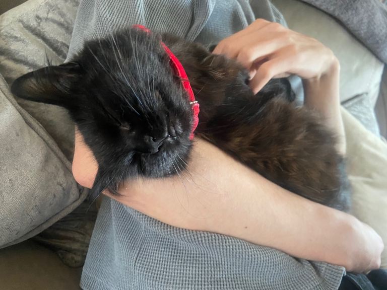 Rehoming cat 