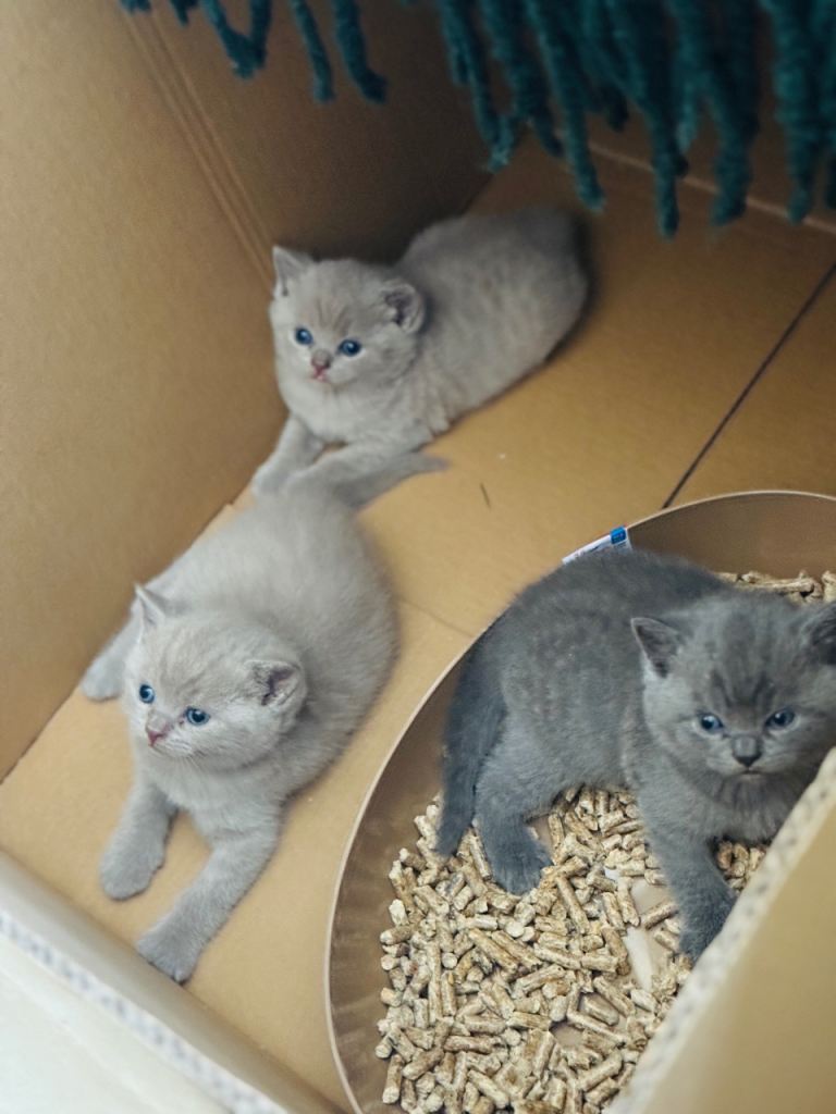 British Shorthair adorable lilac and blue Kittens Available 🤗