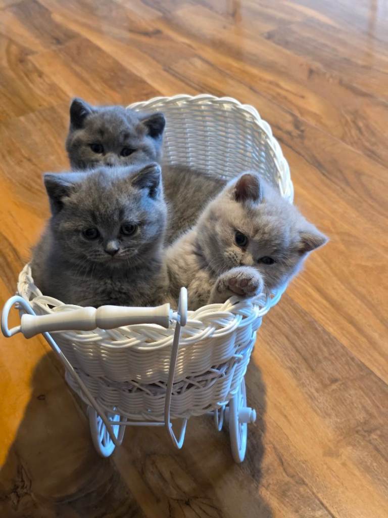 Litter-Trained Kittens – Vet Checked & Ready