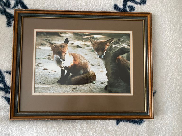 P/O SIGNED PICTURE PRINT OF FOXES 
