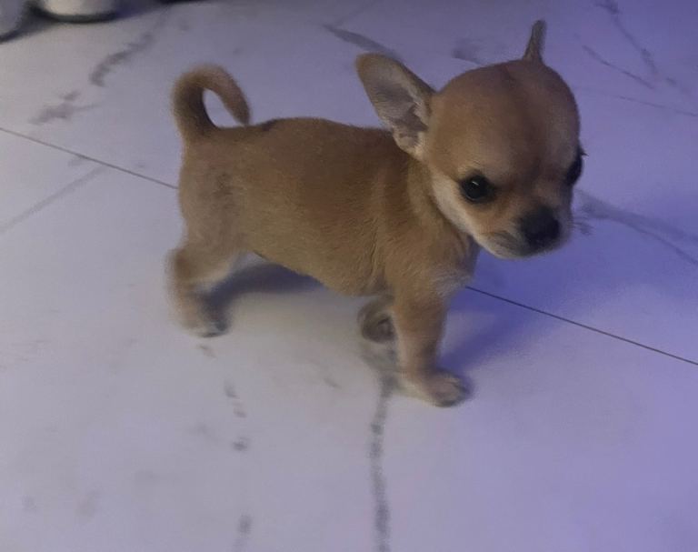  chihuahua puppy 