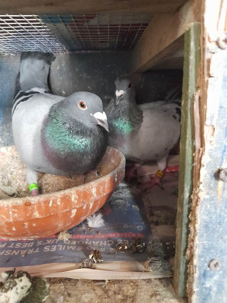 Pigeons for sale 