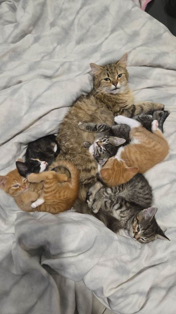 Kittens 