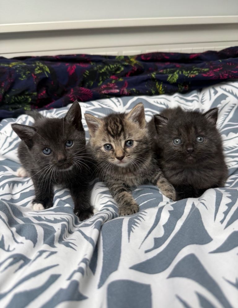 Kittens for sale 