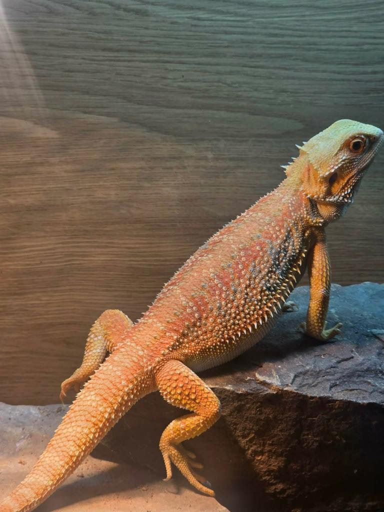 Bearded dragon 