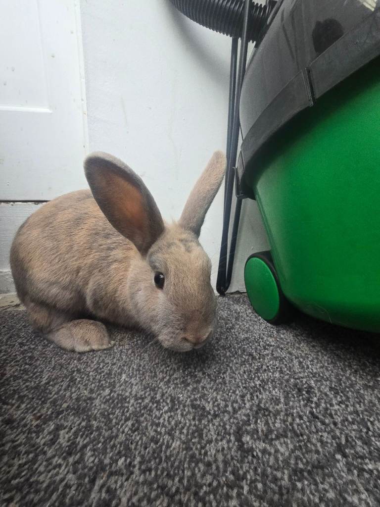 Female and male rabbits