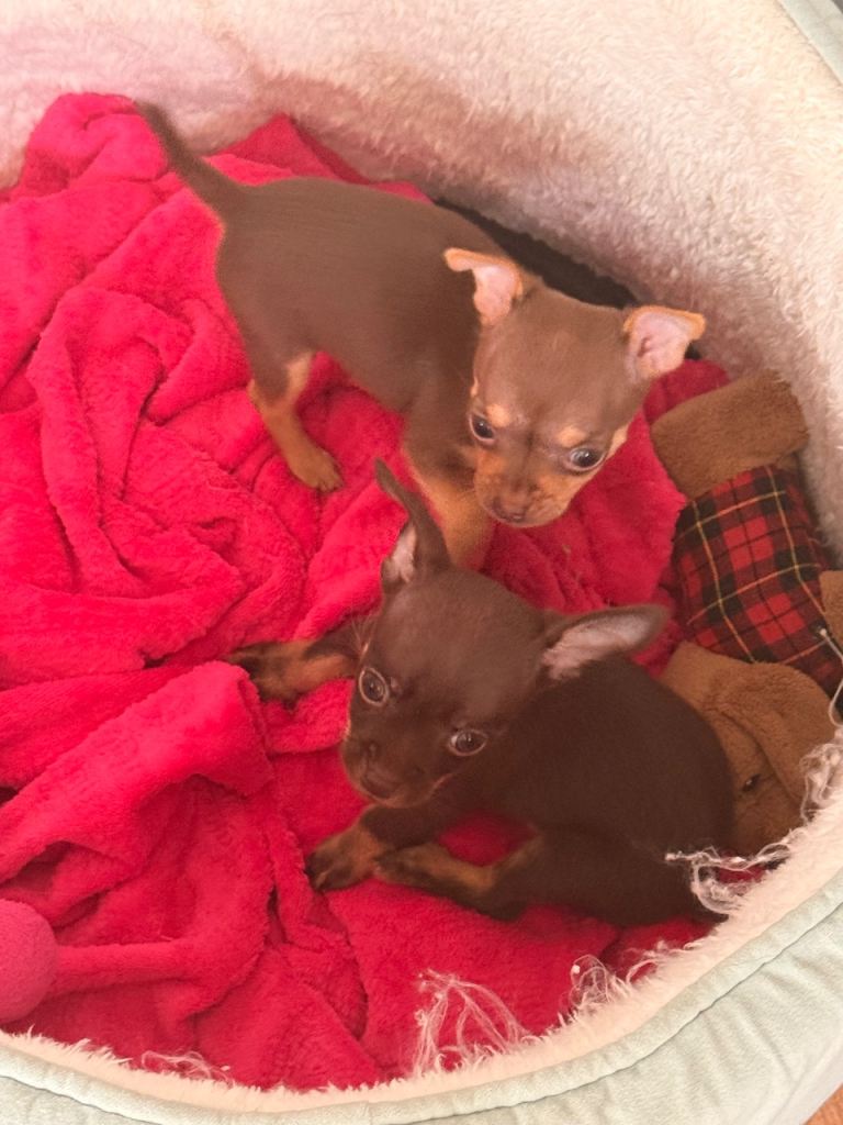 🤎Adorable Chi ready to reserve 🤎