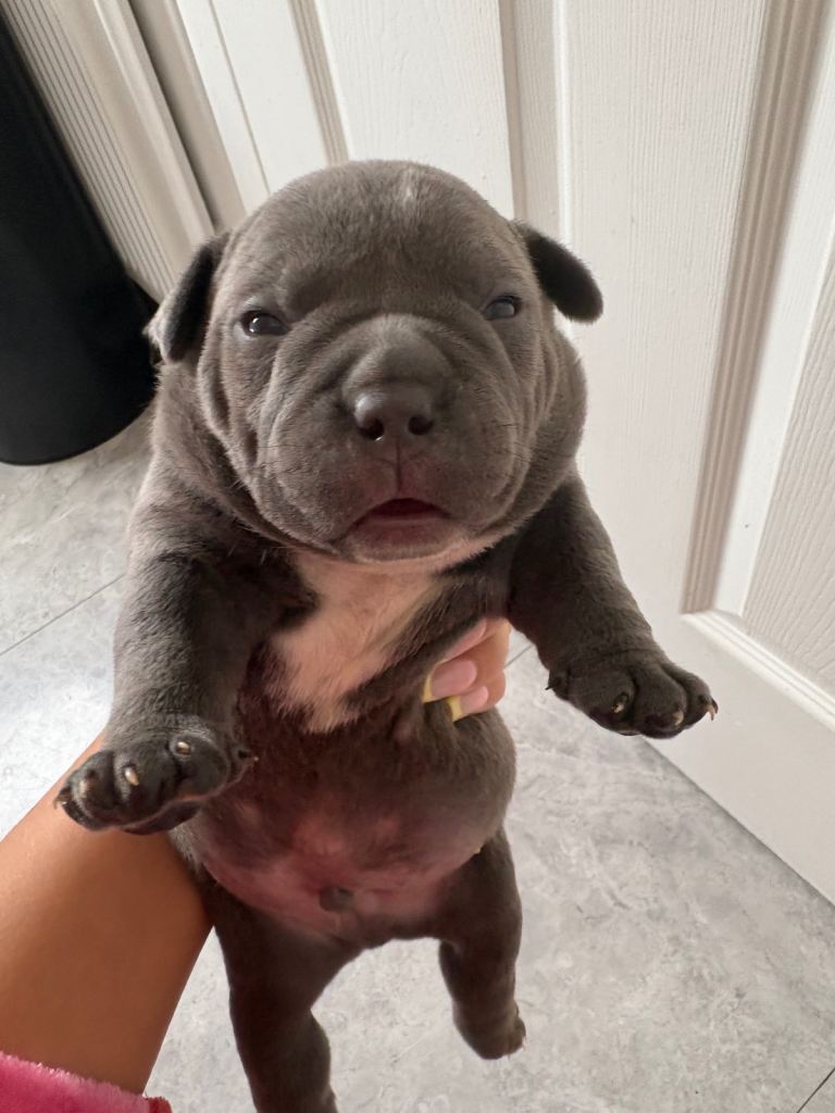 ***MICRO BULLY PUPPIES*****