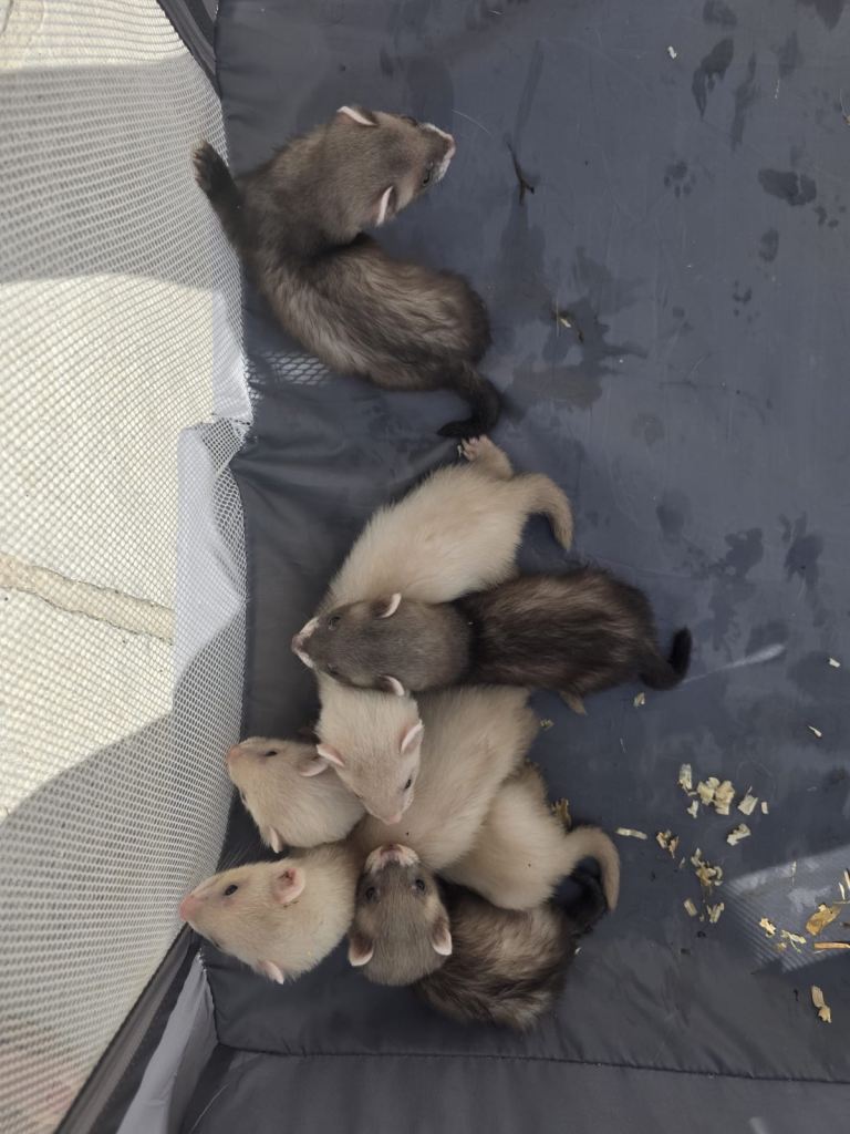 Baby ferrets