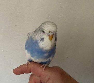 Hand Tame Baby Budgies