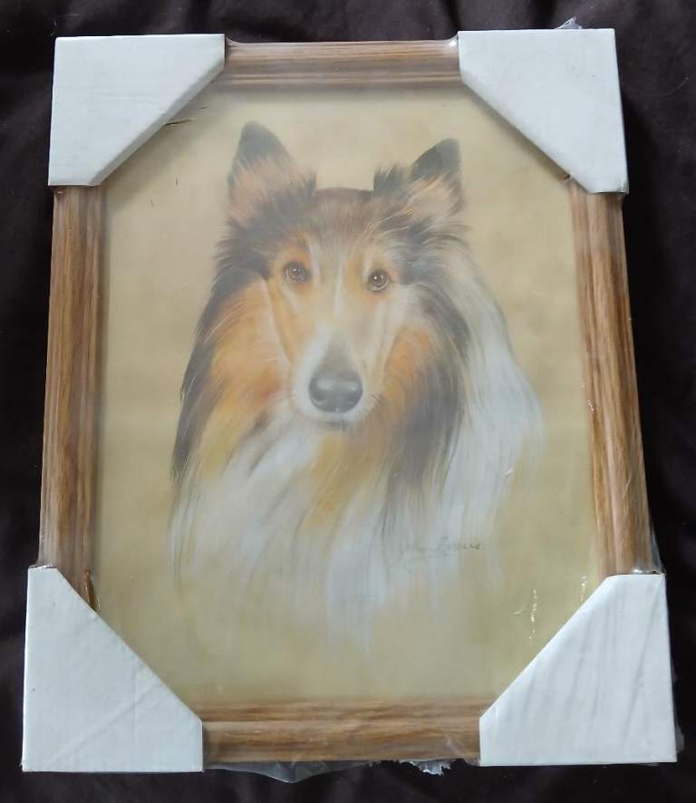 Sheltie Dog Framed Portrait. Framed Sheltie Dog Picture Print. Sheltie Dog