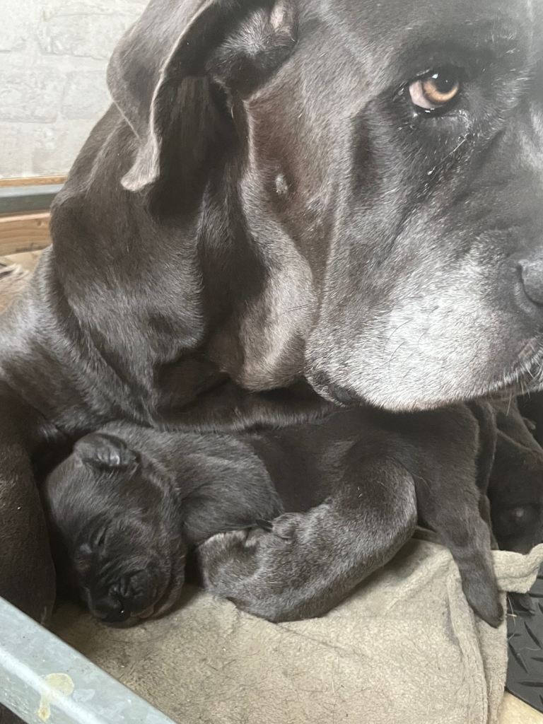 Cane Corso × Belgian Malinois 9 weeks old, ready to leave now, only 3 left  