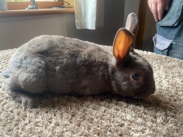 mini rex baby rabbits