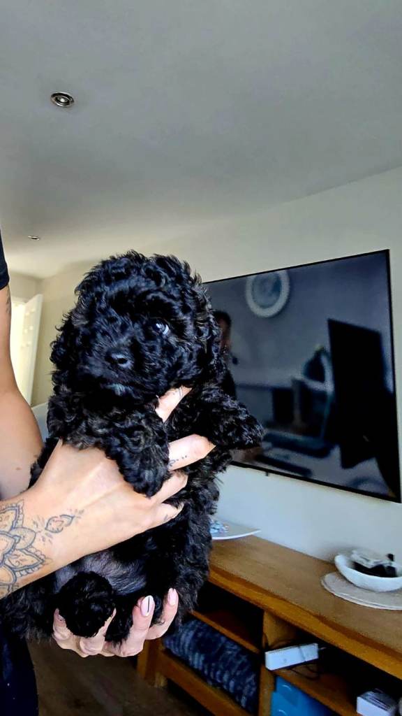 Pomapoo x Toy Poodle Puppies 🐾 