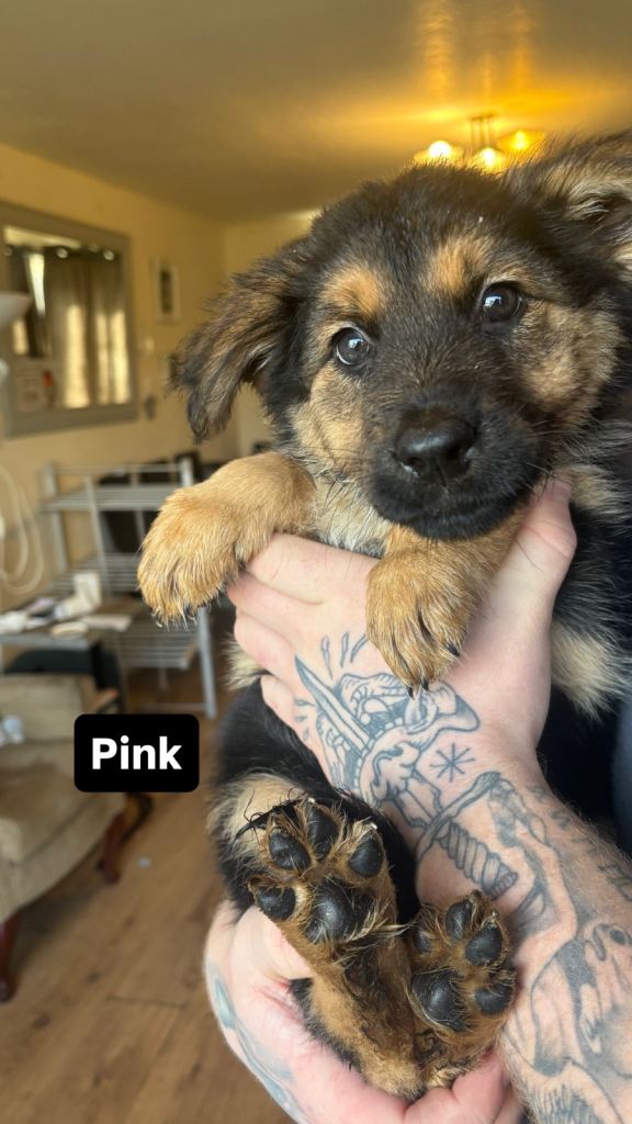 German shepherd puppies ready to go 