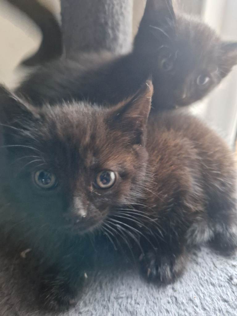 Kittens 