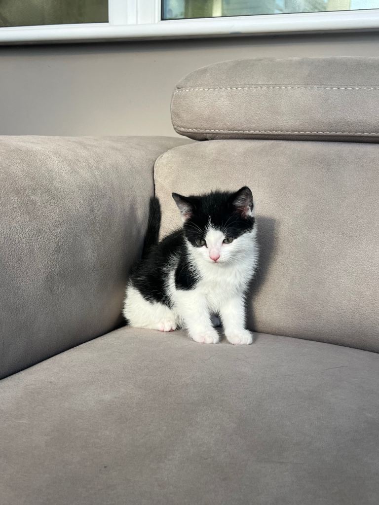 2 Beautiful kittens 