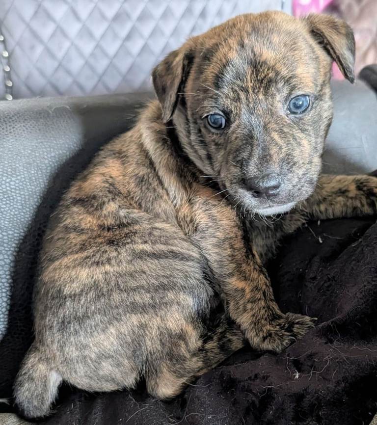 5 Staffy cross puppies 