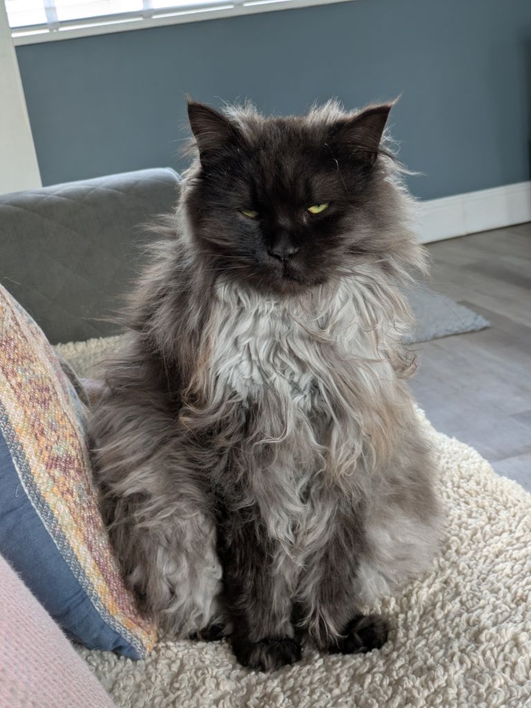 Lost female cat