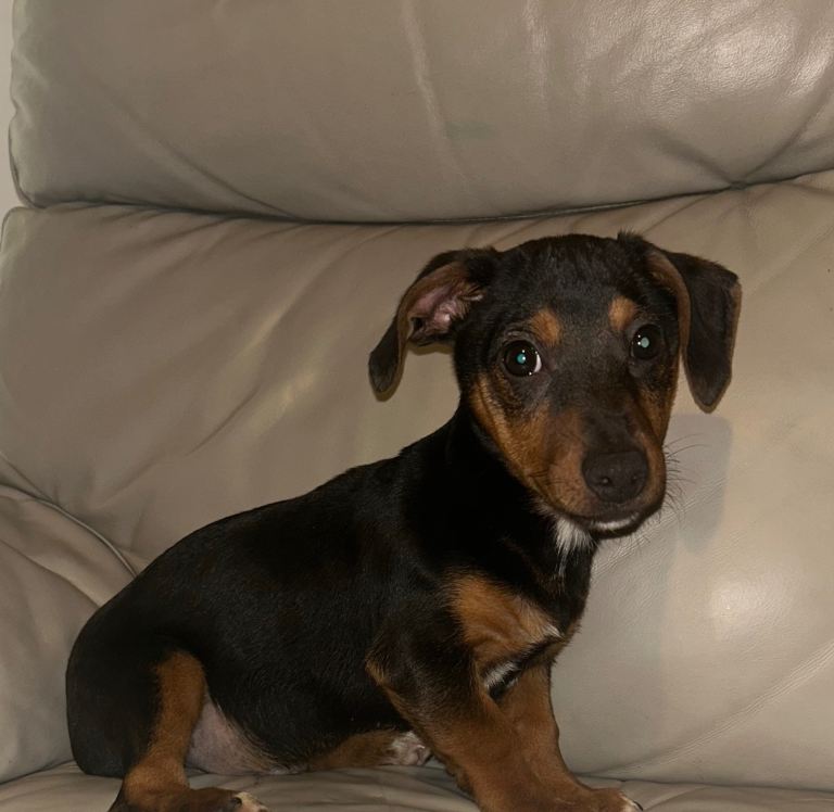 Male Dachshund puppy