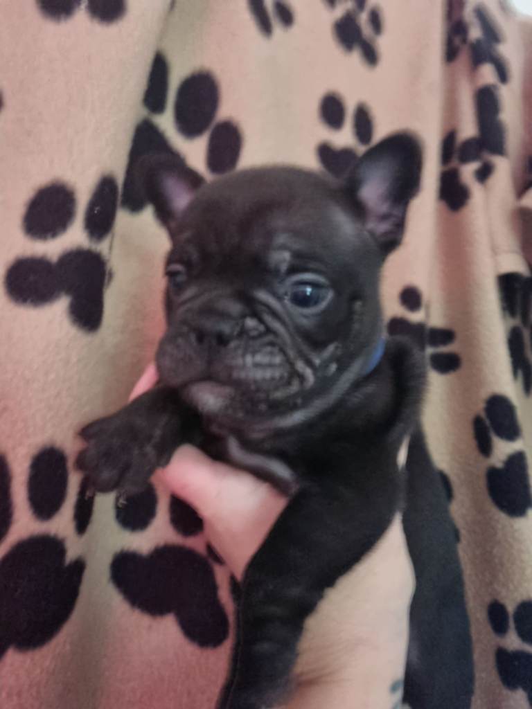 French/english bulldog puppy